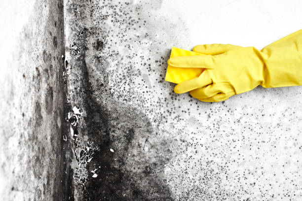 Best Local Mold Removal Service  in Alamo, CA