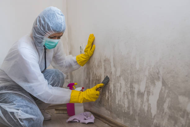Best Toxic Mold Removal  in Alamo, CA