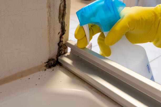 Best Black Mold Removal  in Alamo, CA