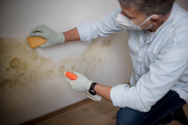 Best Attic Mold Removal  in Alamo, CA