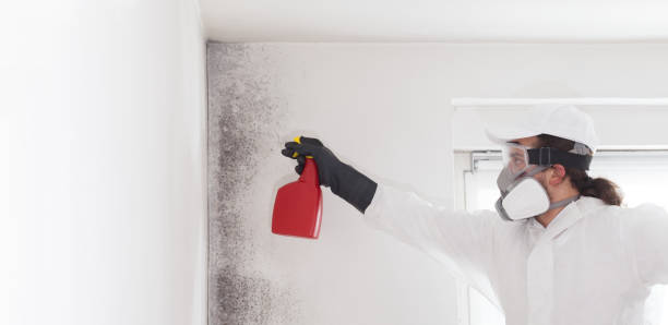 Best Mold Damage Repair  in Alamo, CA