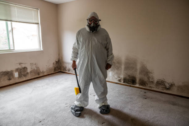 Mold Removal and Inspection in Alamo, CA