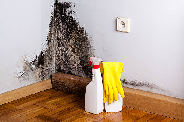 Home Mold Removal in Alamo, CA
